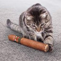 קונג צעצוע סיגר לחתול