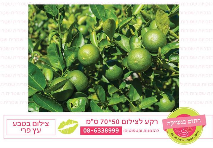 רקע צילום בטבע עץ פרי