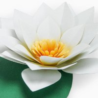 קישוט פרחי נייר ליצירה עצמית  Paper Art – שושנת מים