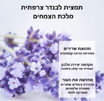 קרם עיניים קוריאני טיפולי למיצוק העור