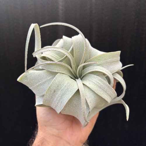 Xerographica mini