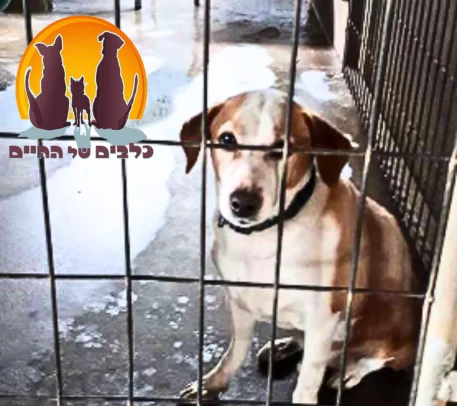 תרומה לעמותת כלבים של החיים