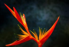 Strelitzia reginae