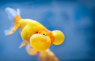 שלייר בבלאייז (עיני בועה) 7-9 ס"מ