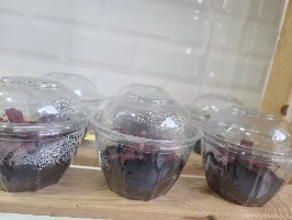 קרפטנטוס קופסה 1