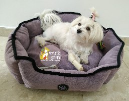 מיטה לכלב בצבע סגול של alffi-pet מידה XL