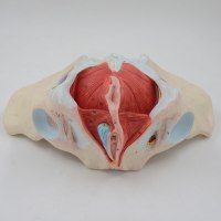 רצפת האגן הנשית מודל 590 - דגם מפורט ללא איברים פנימיים