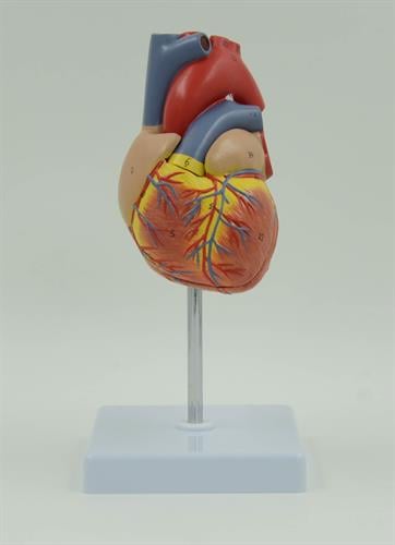 דגם אנטומי של לב