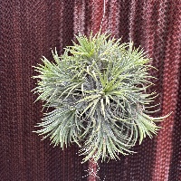 Ionantha Ball xxl