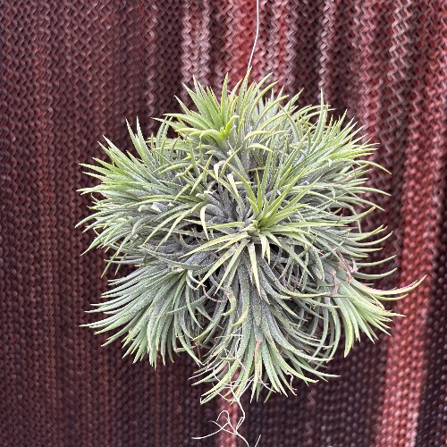 Ionantha Ball xxl