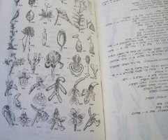 ספר מגדיר לצמחי ארץ ישראל, וינטאג', 1965, הוצאה מורחבת