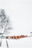 תמונת קנבס הדפס של מרעה חורף "Winter Cattle" |בודדת או לשילוב בקיר גלריה | תמונות לבית ולמשרד