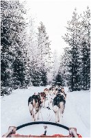 תמונת קנבס הדפס של כלבי שלג מושכים מזחלת |בודדת או לשילוב בקיר גלריה | תמונות לבית ולמשרד