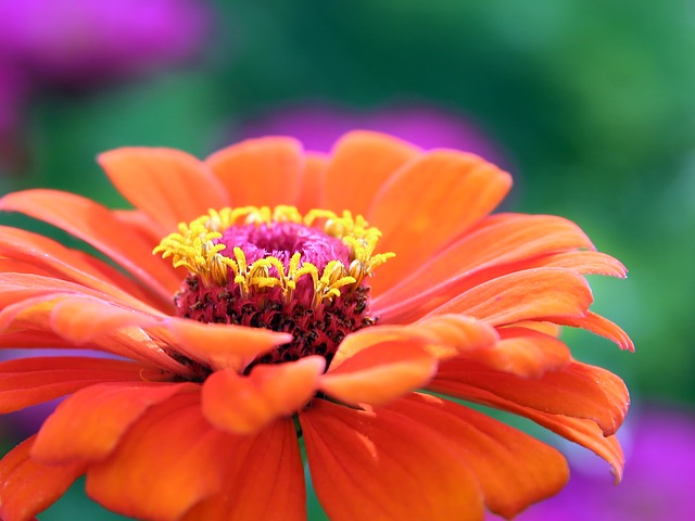 Gerbera