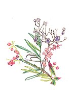 הדפס המציג גבסניות וענף גרגירים מצוייר בעפרונות אקוורל ועט מאת ויקינגית