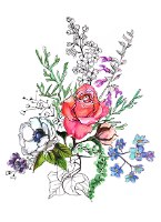 הדפס המציג את פרח הסייפן עם מקבץ פרחי שושנת העמקים ומעליו פרפר כחול מצויירים בעפרונות אקוורל ועט מאת ויקינגית
