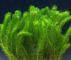 אלודיאה דנסה ELODEA DENSA
