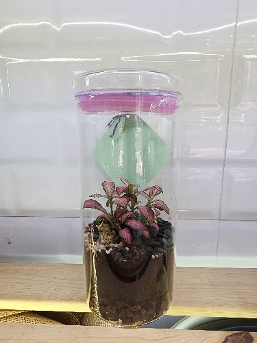 טרריום צילינדר