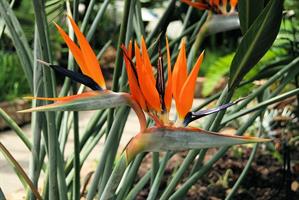 Strelitzia reginae
