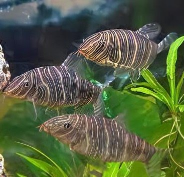 בוטיה סטריאטה 6-7 ס"מ