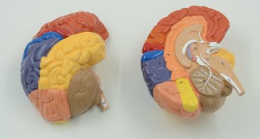 בהזמנה מראש: דגם אנטומי 612 - מוח אנושי צבעוני בגודל טבעי, 2 חלקים