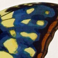 "פרפר רויאל" - סט זוג תמונה מחולקת של פרפר בצבע כחול רויאל באפקט צבעי מים |קנבס מתוח וממוסגר