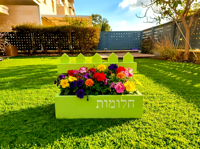 אדנית חלומות