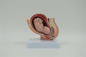 בהזמנה מראש: דגם אנטומי מוקטן - חתך אגן בהריון