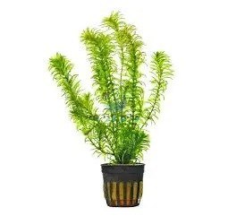 אלודיאה דנסה ELODEA DENSA