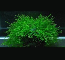 פלטת ג'אווה מוס JAVA MOSS
