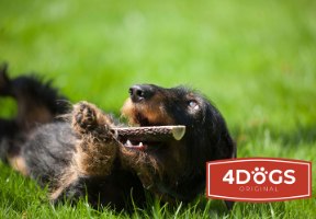 קרן אייל טבעית חצויה לכלבים מגזע בינוני וגדול