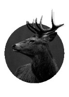 תמונה של אייל מודפס על קנבס איכותי מתוח על מסגרת עץ + מסגרת דקורטיבית ללא עלות| "אייל ללא גבולות"