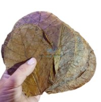 עלי שקד הודי איכות A "טרמינליה קטפה" 10 יחידות