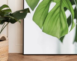תמונת קנבס של צמח טרופי מואר "Swiss cheese plant" |בודדת או לשילוב בקיר גלריה | תמונות לבית ולמשרד