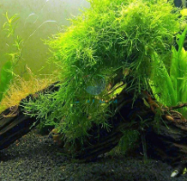 פלטת ג'אווה מוס JAVA MOSS
