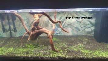 זרעי צמח דשא אלוכאריס גבוה "פרבולה"