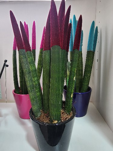 סנסיווריה בורדו