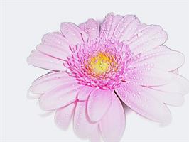 Gerbera