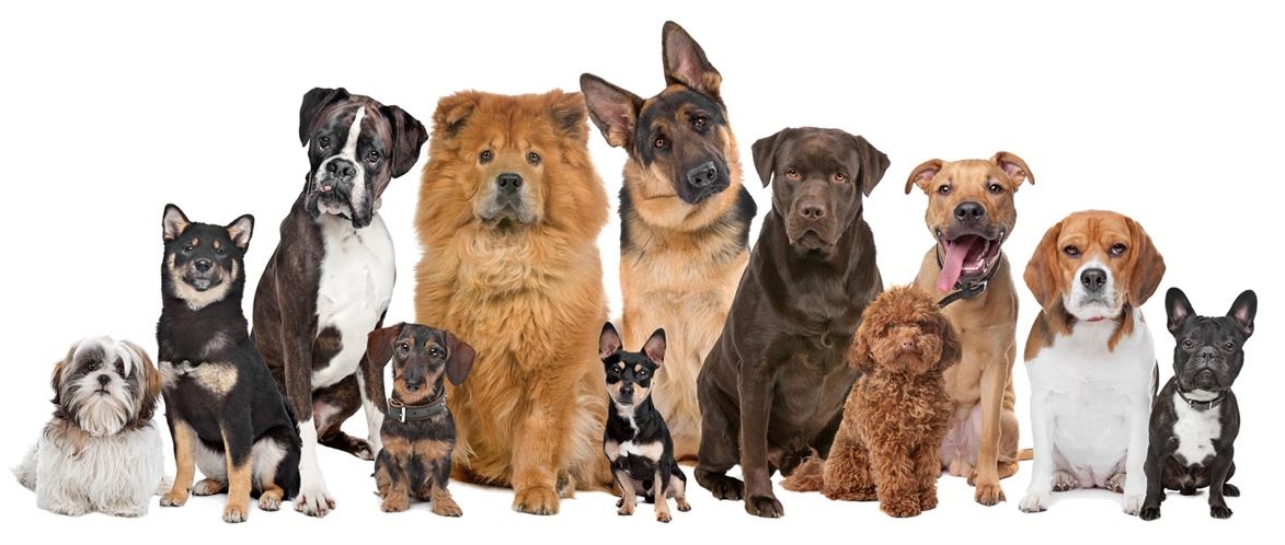 כלבים - שפע לחי - מוצרי איכות ופינוק לבעלי חיים