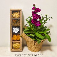 זוג קופסאות חלון 5 תאים 5*8*30 ס"מ