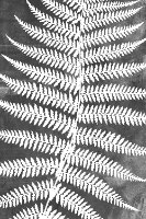 "Fern" סט 3 תמונות לסלון כפרי - שלוש תמונות הדפס קנבס ממוסגר צללית שרך יער בצבע בז' אפור וכחול
