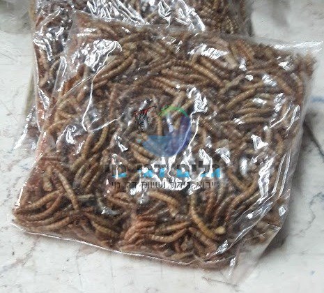 מזון תולעי קמח מהסוג הקטן לדגי נוי/מכרסמים קטנים/ציפורים/זוחלים ארוז בשקית