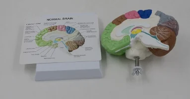 בהזמנה מראש: דגם אנטומי 6121 - חתך מוח אנושי צבעוני בגודל טבעי על סטנד