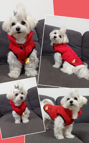 מעיל גשם לכלב - צבע אדום