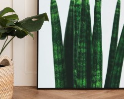 תמונת קנבס הדפס צמח טרופי  "Plants Style" |בודדת או לשילוב בקיר גלריה | תמונות לבית ולמשרד
