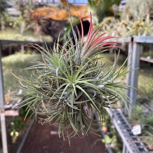 Ionantha Ball S