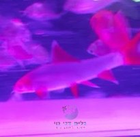 כרישי קשת גלופיש 5-6 ס"מ - זוהרים