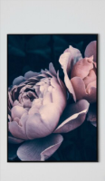 זוג תמונות קנבס ורדים בגוון ורוד מעושן על רקע שחור "Smoky Rose" | תמונות לבית