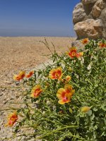 החרמון – חי, צומח ופרפרים עם נועם קירנשבאום - עולם אחר בישראל
