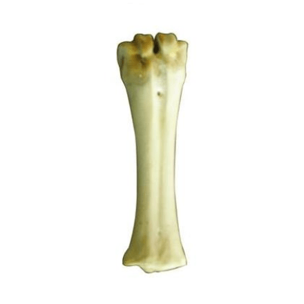 עצם סידן טבעית 20 ס"מ